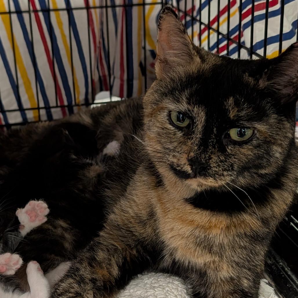 Darla, Adoptable, Adult Female Domestic Short Hair.