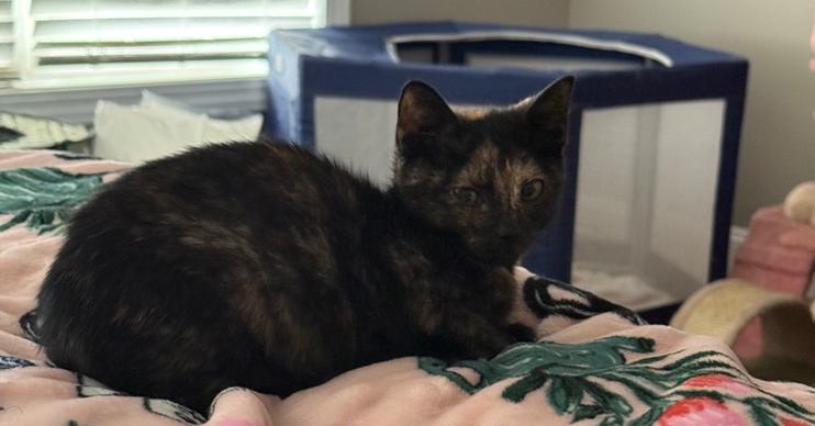 Gretchen, Adoptable, Kitten Female Domestic Short Hair.