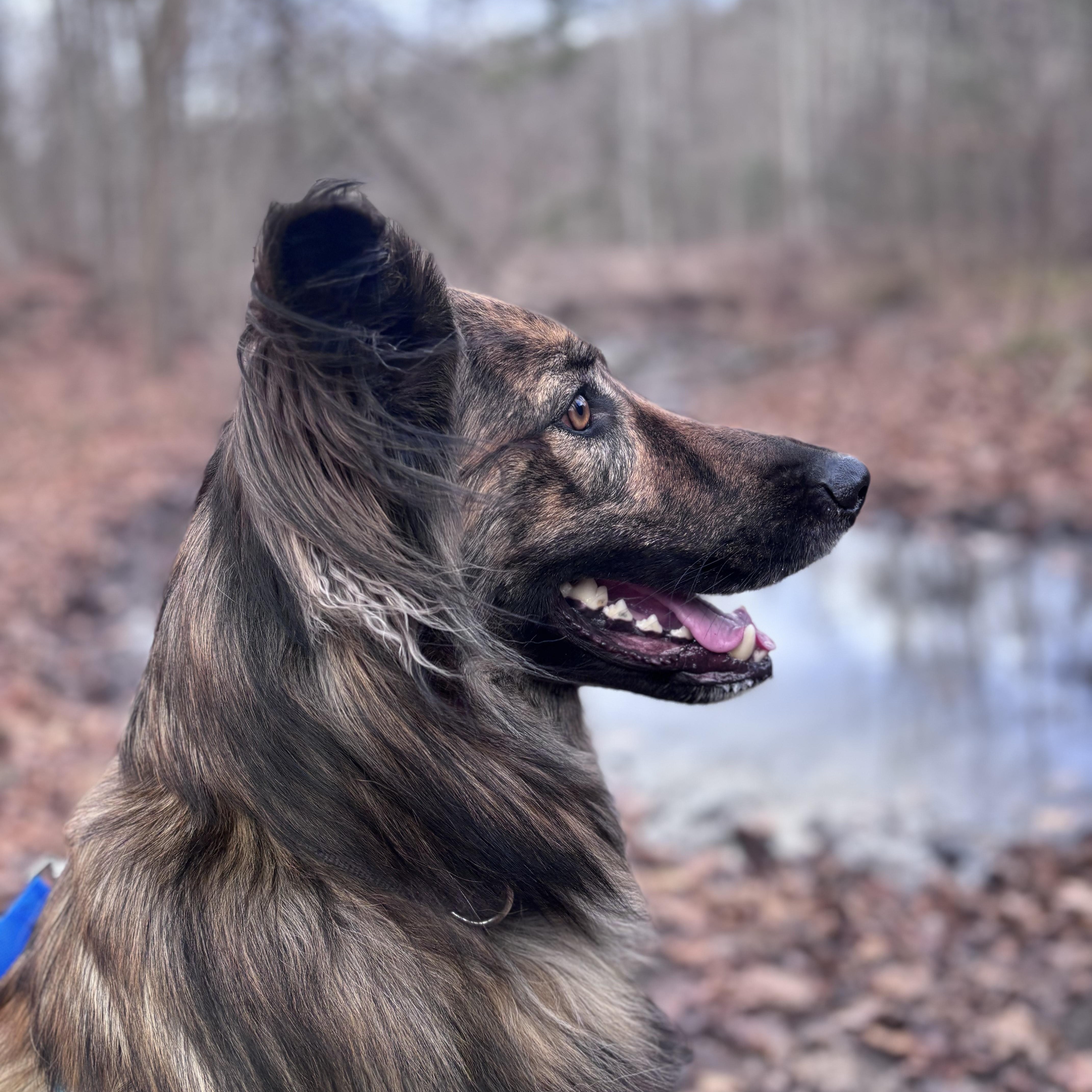 Cosmo, Adoptable, Adult Male Australian Shepherd.