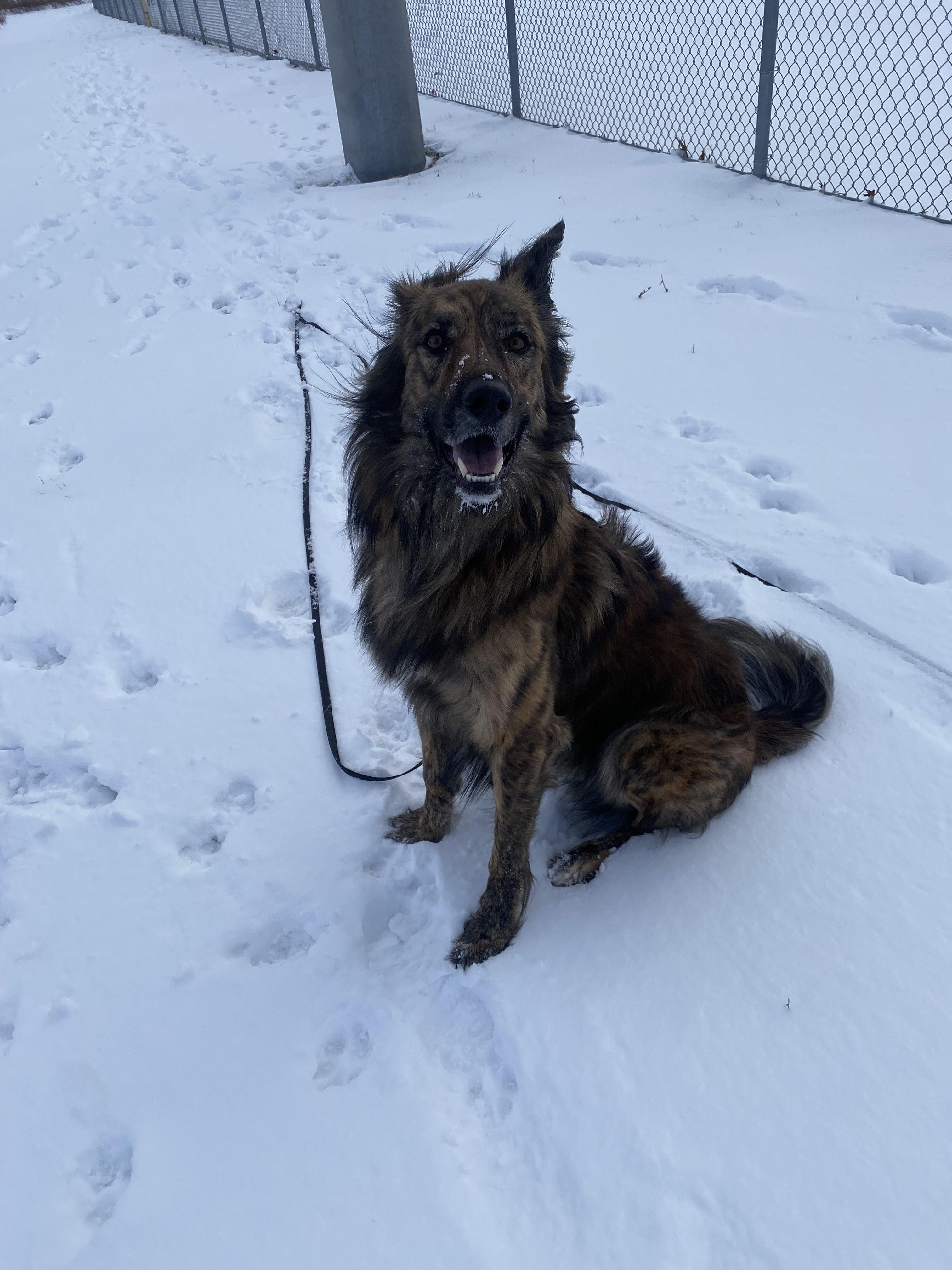 Enlarge Cosmo, a Adoptable mixed breed in Mississauga, ON image 4/4