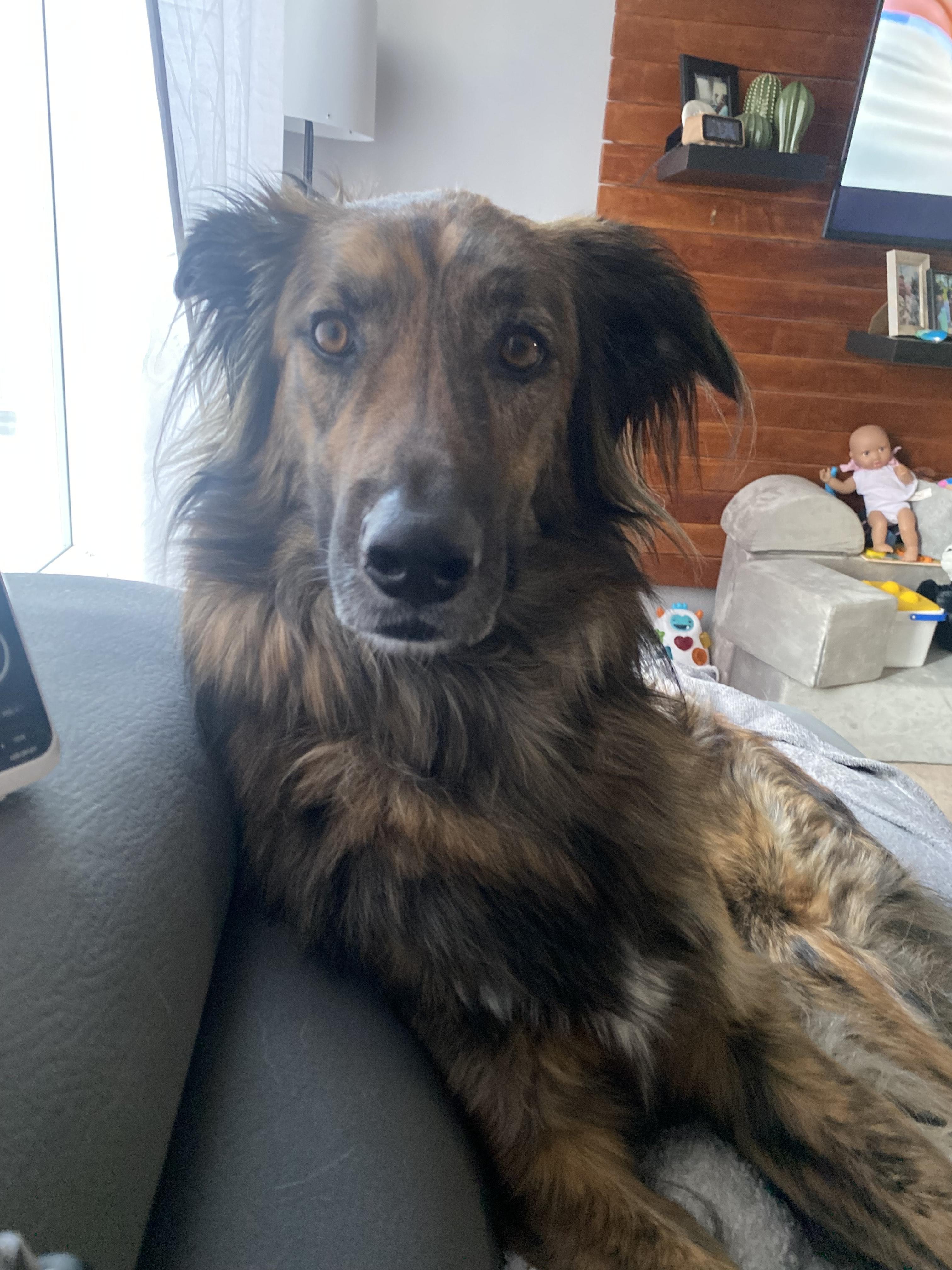 Enlarge Cosmo, a Adoptable mixed breed in Mississauga, ON image 3/4