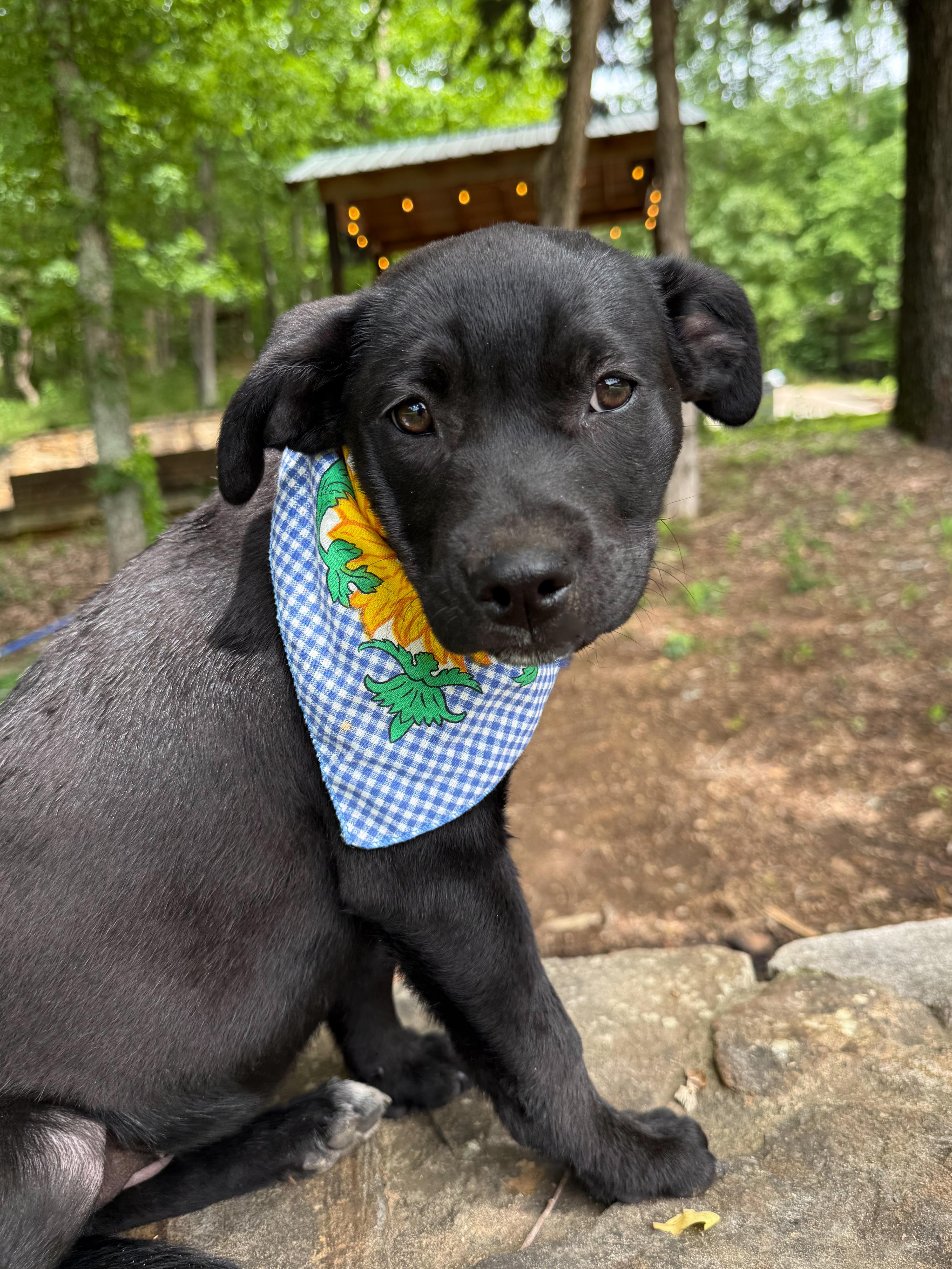 Laken, Adoptable, Young Female Labrador Retriever & Black Labrador Retriever.