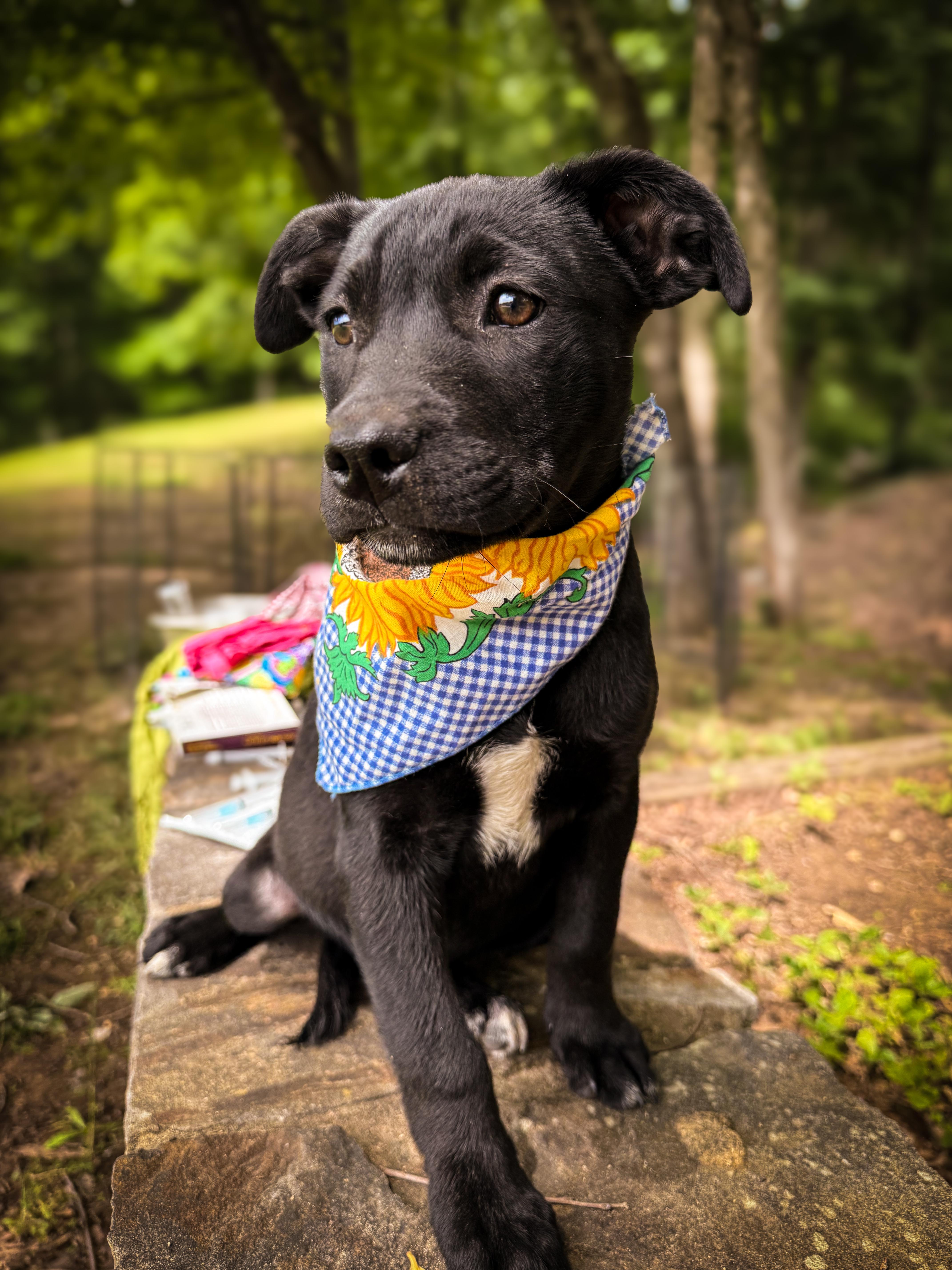 Laken, a Adoptable mixed breed in Newfoundland, NJ image 3/3