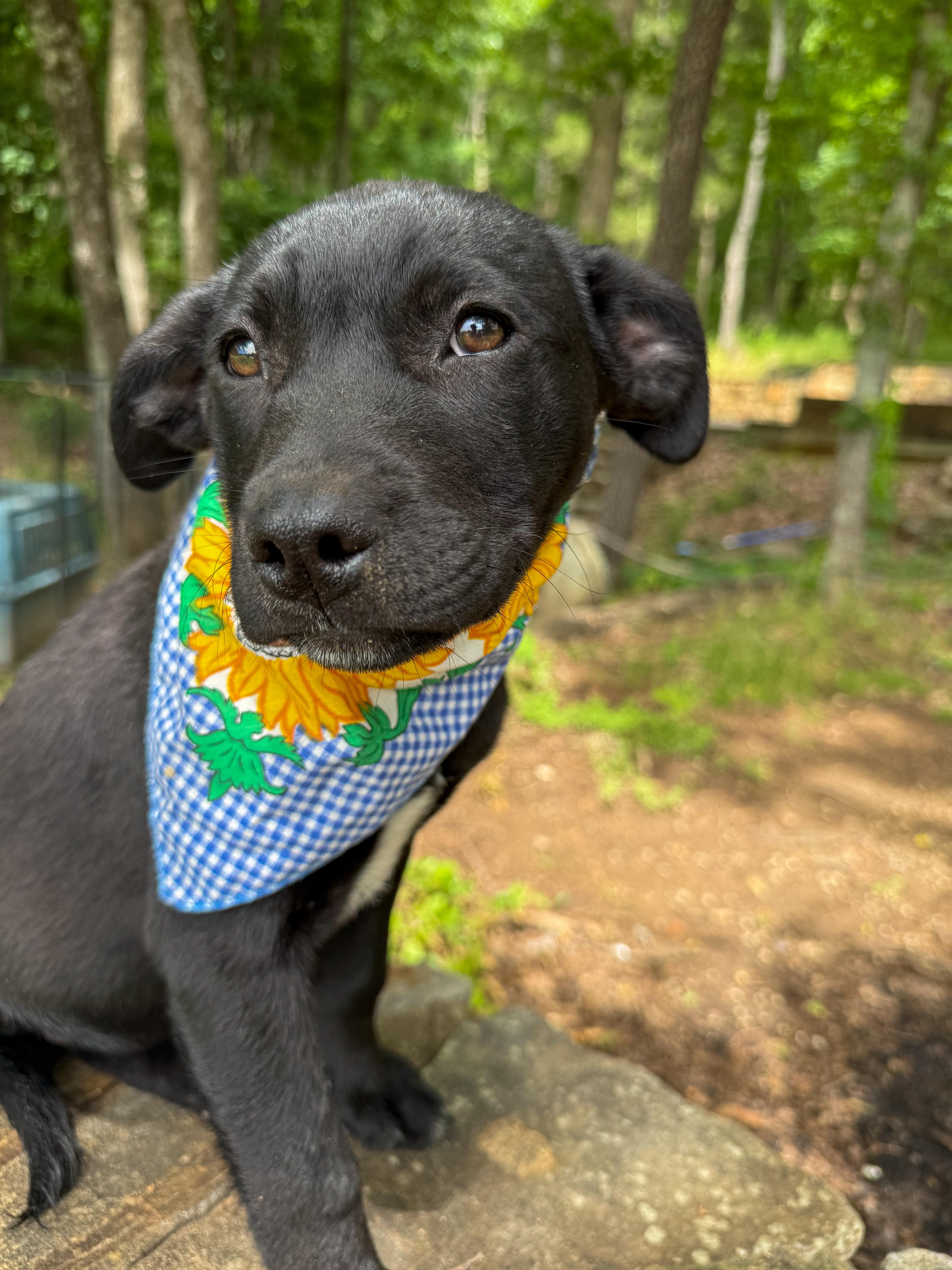 Laken, a Adoptable mixed breed in Newfoundland, NJ image 2/3