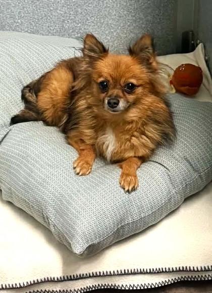 sweet Pea, Adoptable, Adult Female Pomeranian.