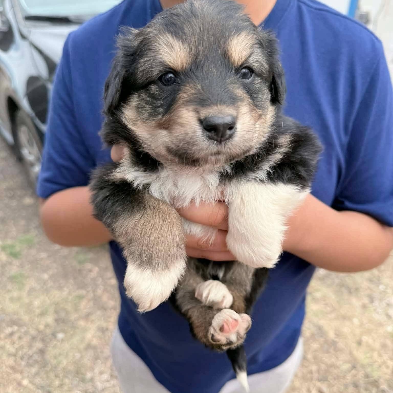 Lace, a Adoptable mixed breed in Amarillo, TX image 2/6