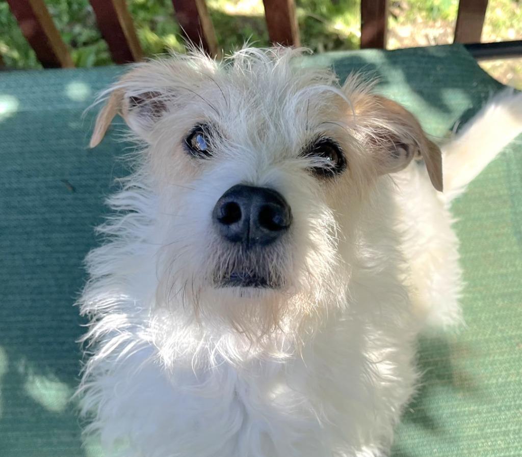 Joey the JRT, Adopted, Senior Male Jack Russell Terrier.