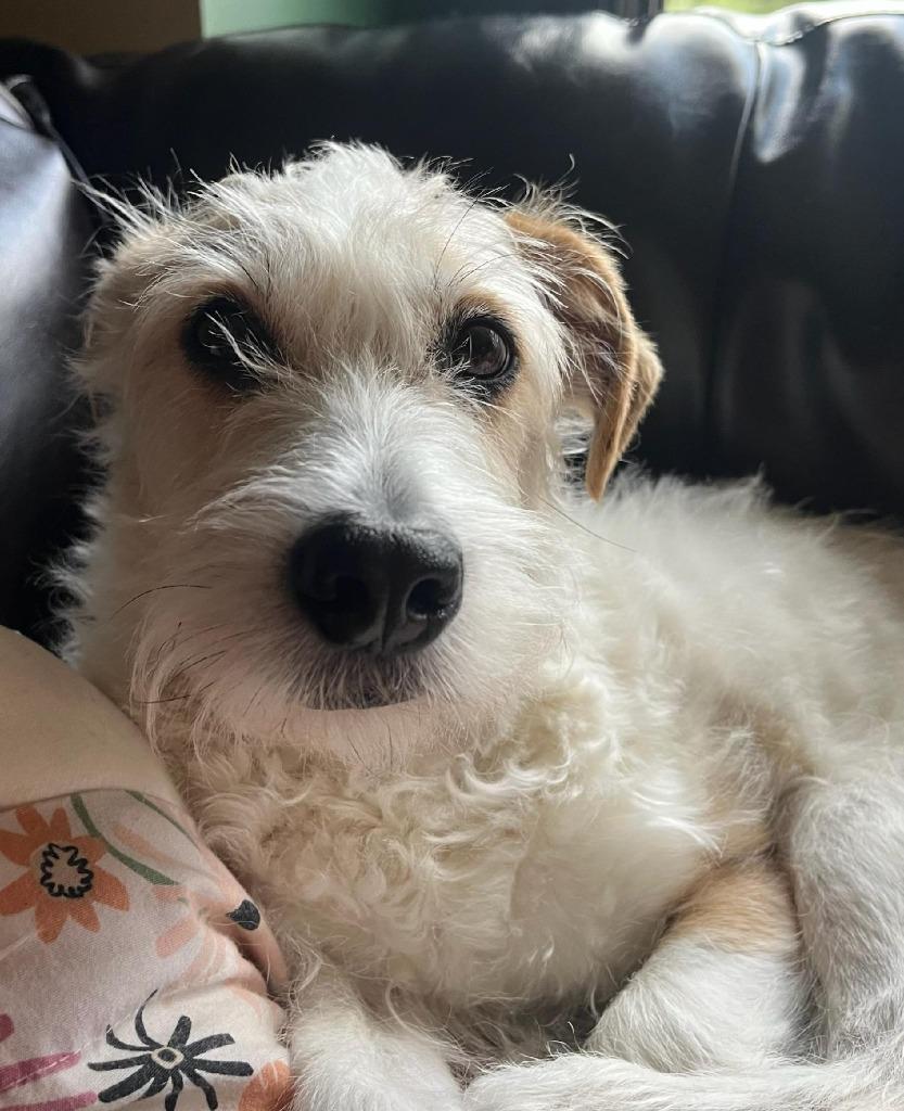 Joey the JRT, a Adopted Jack Russell Terrier in Indianola, IA image 2/3