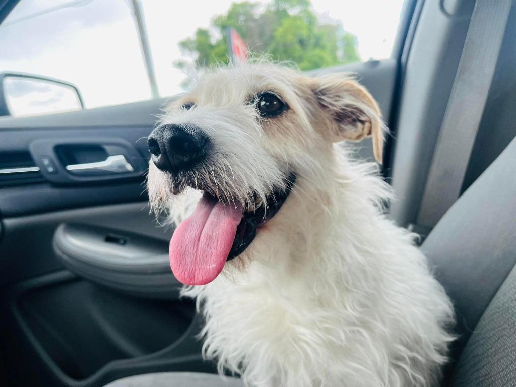 Joey the JRT, a Adopted Jack Russell Terrier in Indianola, IA image 3/3