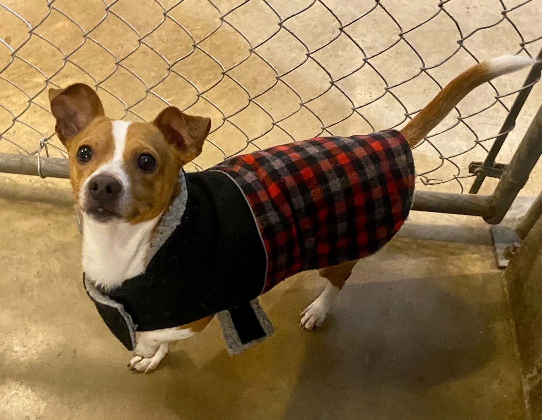 Marty, a Adoptable mixed breed image 1/4