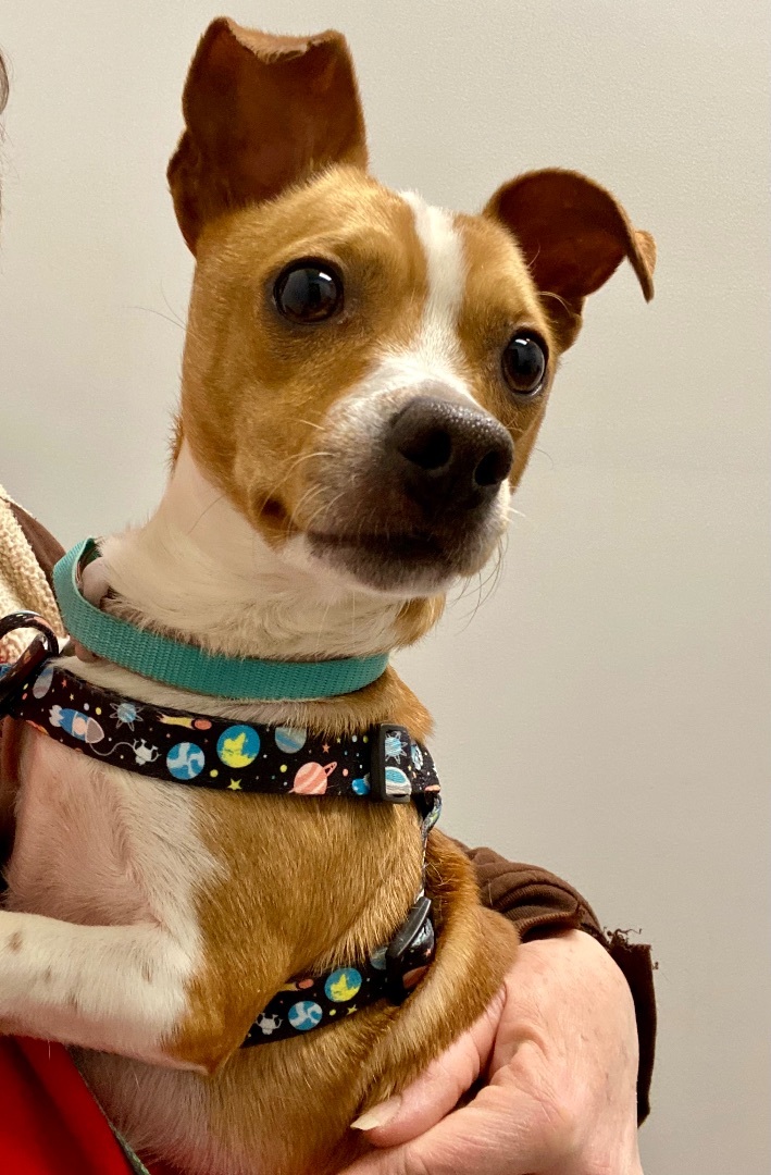 Marty, a Adoptable mixed breed image 2/4