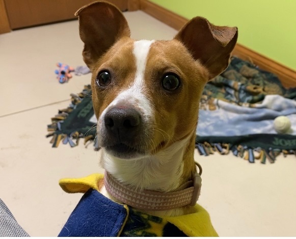 Marty, a Adoptable mixed breed image 3/4