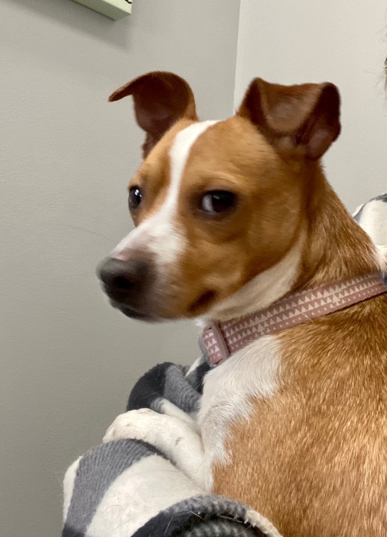 Marty, a Adoptable mixed breed image 4/4