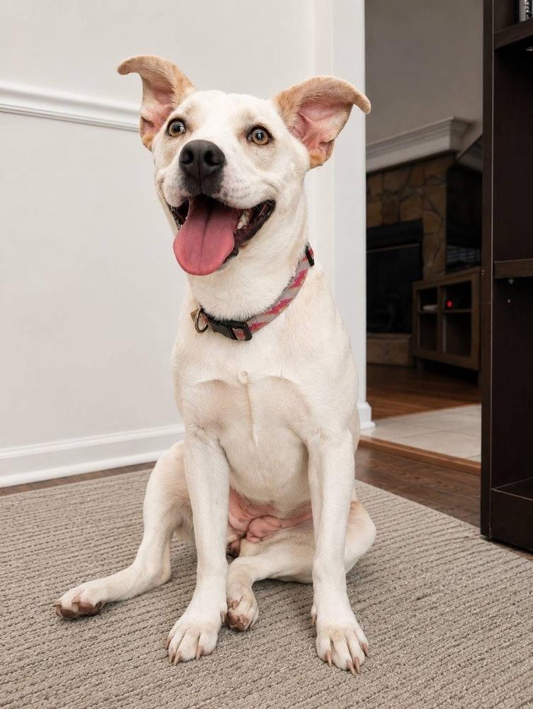 Marley, Adoptable, Young Female Pit Bull Terrier & Chihuahua.