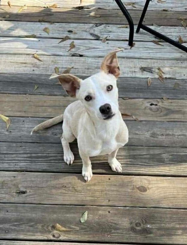 Marley, Adoptable, Young Female Pit Bull Terrier & Chihuahua.