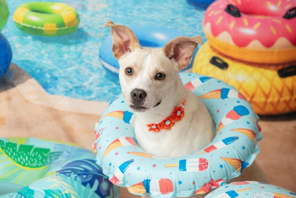 Marley, Adoptable, Adult Female Pit Bull Terrier & Chihuahua.