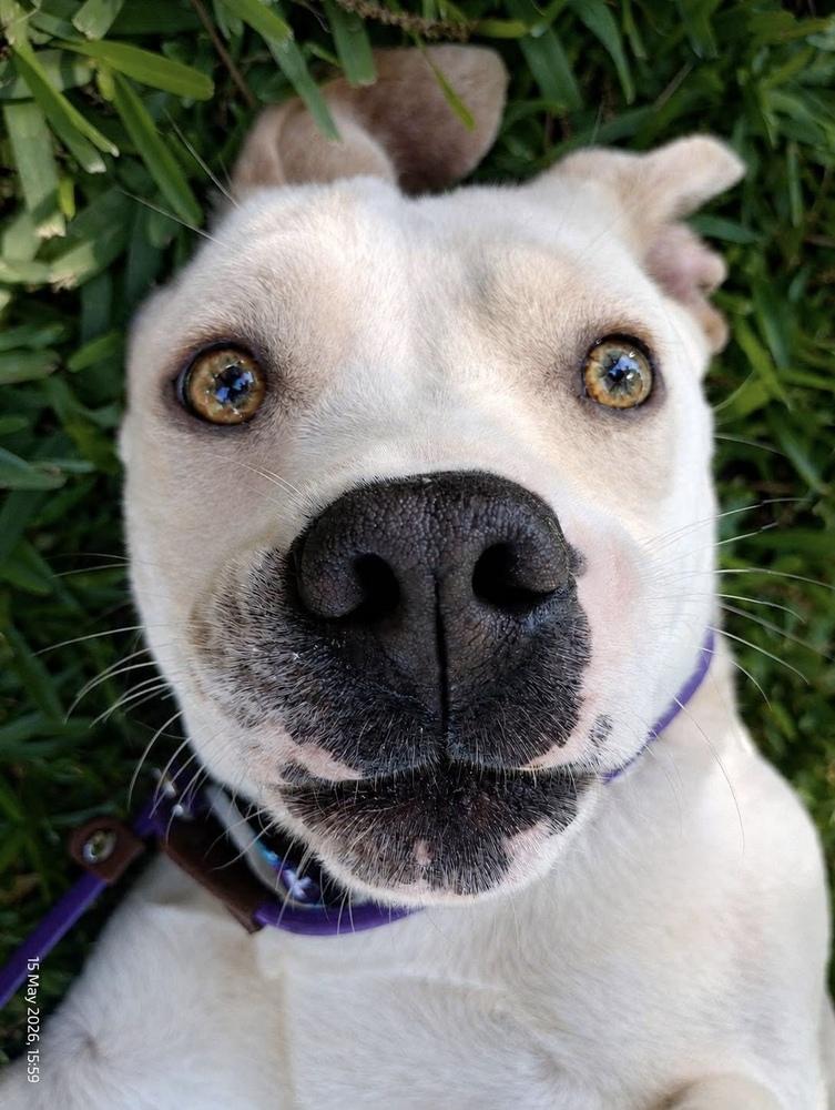 Marley, a Adoptable mixed breed in WARNER ROBINS, GA image 2/6