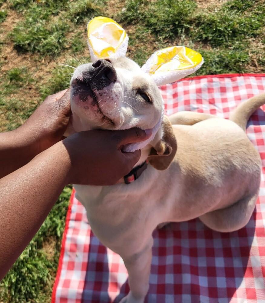 Enlarge Marley, a Adoptable mixed breed in WARNER ROBINS, GA image 2/4