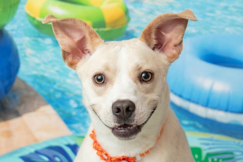 Marley, a Adoptable mixed breed in WARNER ROBINS, GA image 2/6