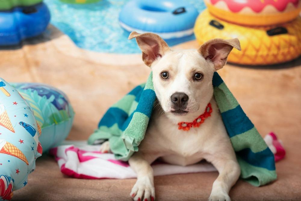 Marley, a Adoptable mixed breed in WARNER ROBINS, GA image 3/6