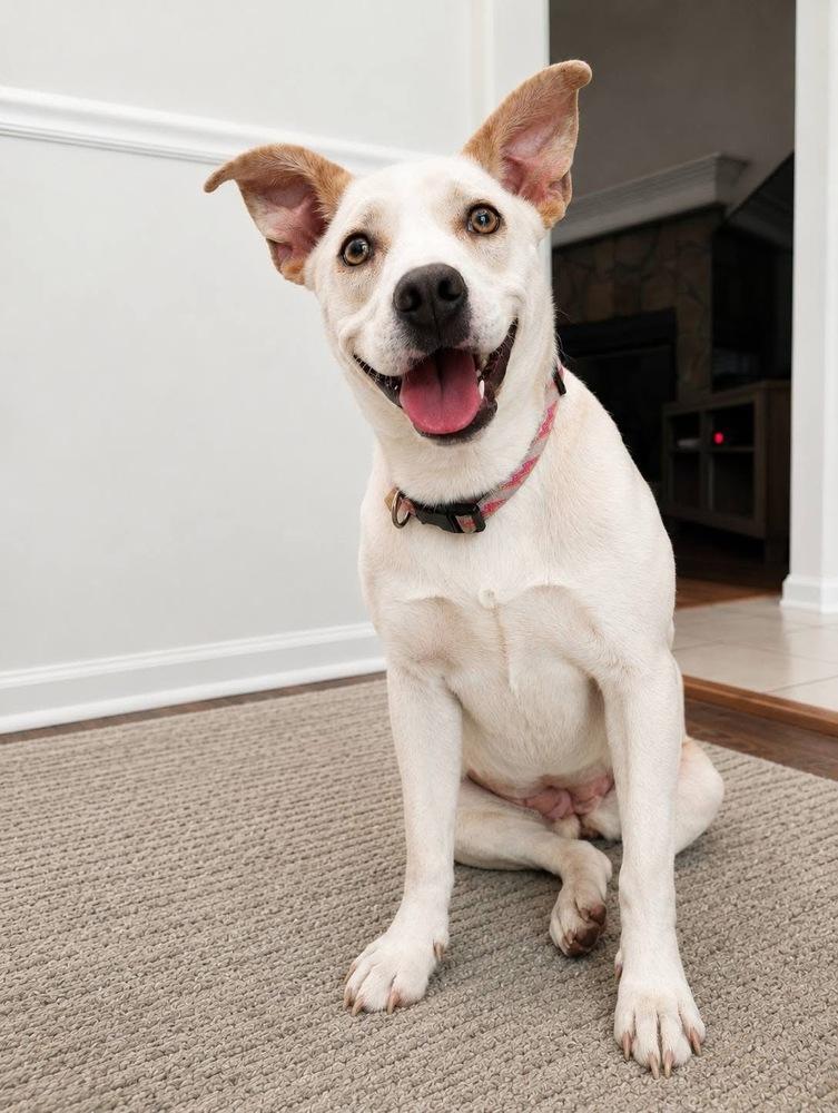 Marley, a Adoptable mixed breed in WARNER ROBINS, GA image 4/6