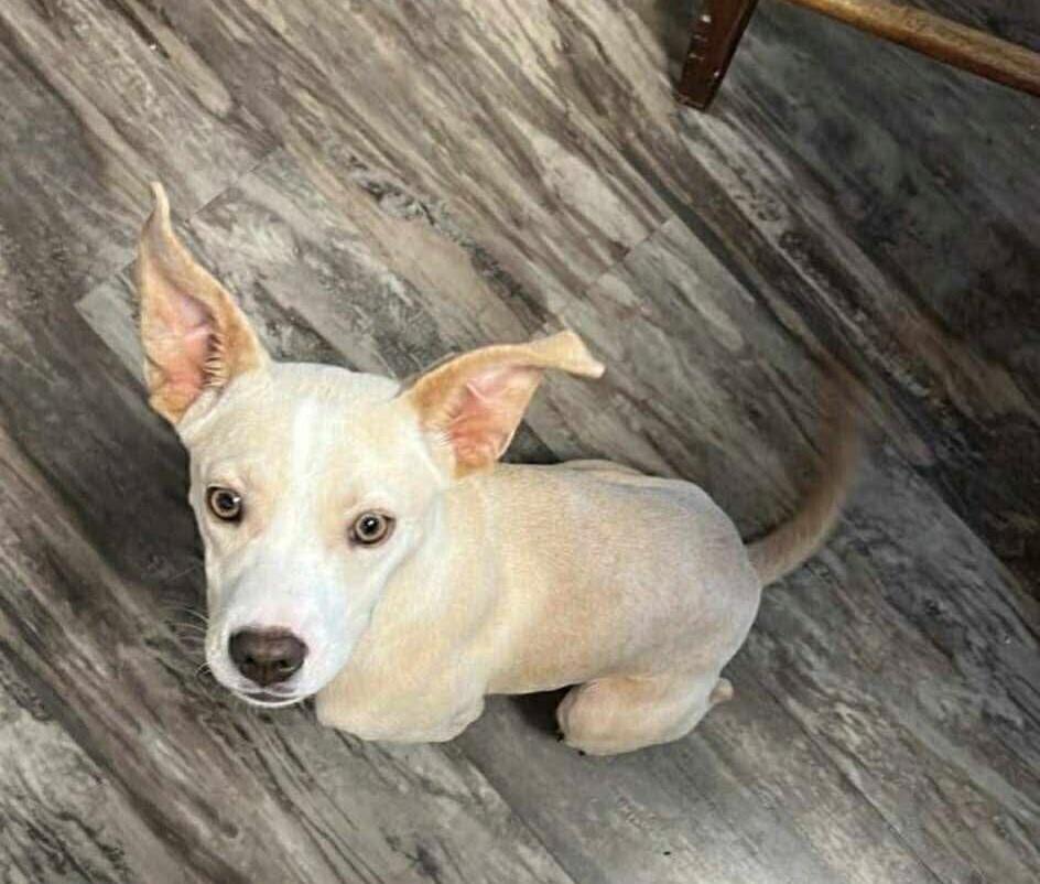 Enlarge Marley, a Adoptable mixed breed in WARNER ROBINS, GA image 3/4