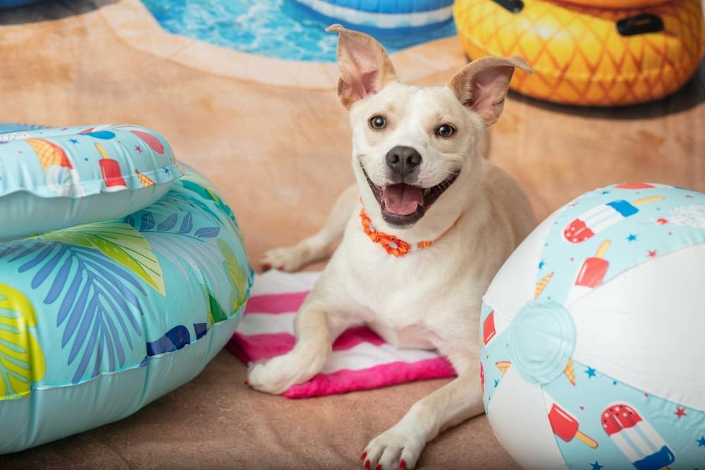 Marley, a Adoptable mixed breed in WARNER ROBINS, GA image 6/6