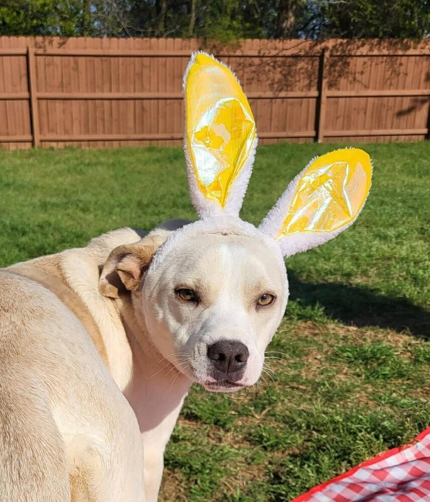 Enlarge Marley, a Adoptable mixed breed in WARNER ROBINS, GA image 4/4