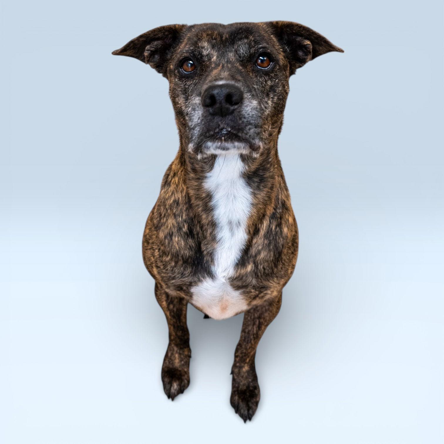 Junior, Adoptable, Adult Male Plott Hound.