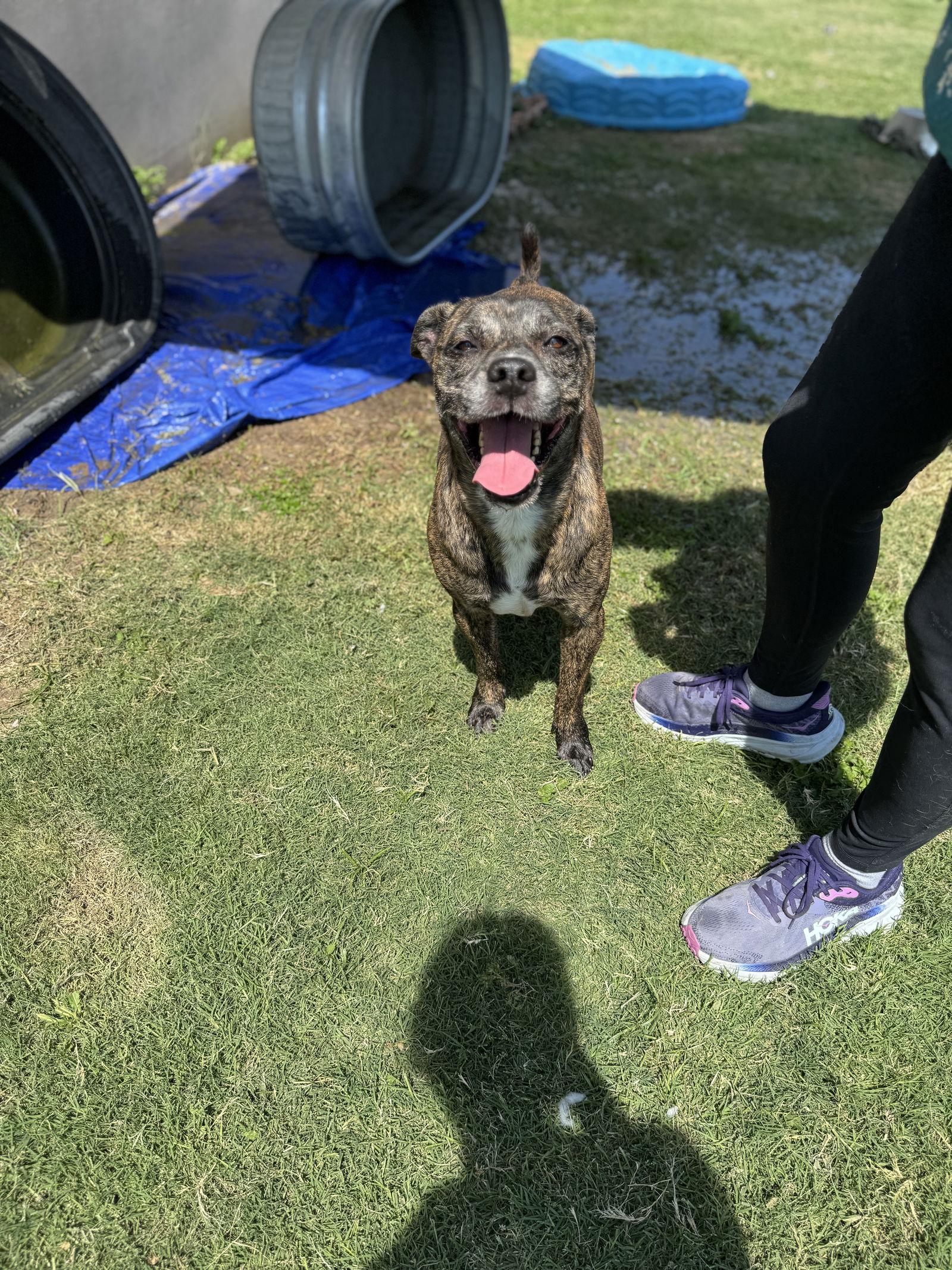 Junior, Adoptable, Adult Male Plott Hound.