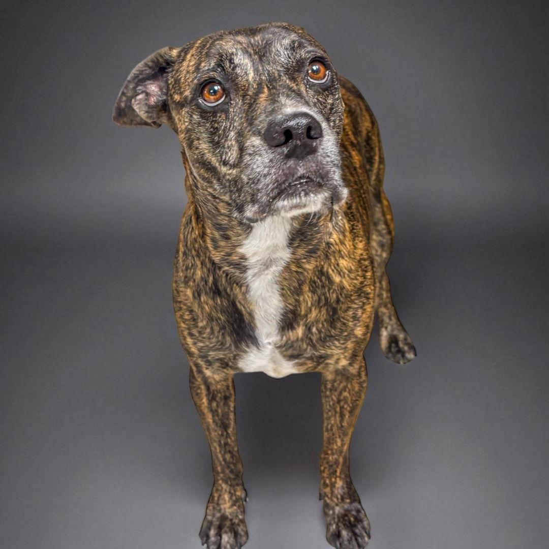 Enlarge Junior, a Adoptable Plott Hound in Richardson, TX image 3/3
