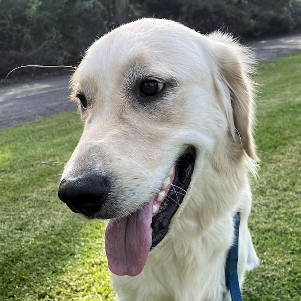Max, ADOPTABLE, Young Male Golden Retriever.