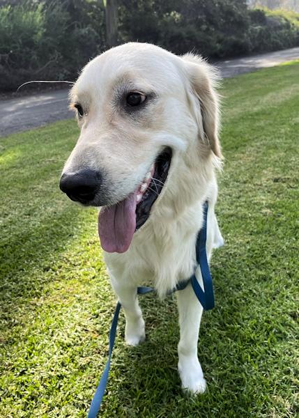 Enlarge Max, a ADOPTABLE Golden Retriever in Los Angeles, CA image 2/5
