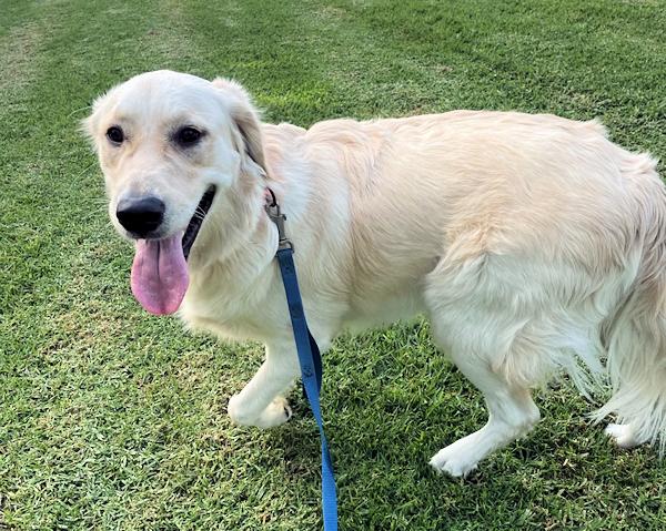 Enlarge Max, a ADOPTABLE Golden Retriever in Los Angeles, CA image 3/5