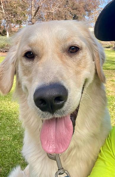 Enlarge Max, a ADOPTABLE Golden Retriever in Los Angeles, CA image 4/5