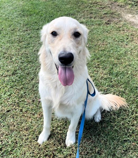 Enlarge Max, a ADOPTABLE Golden Retriever in Los Angeles, CA image 5/5