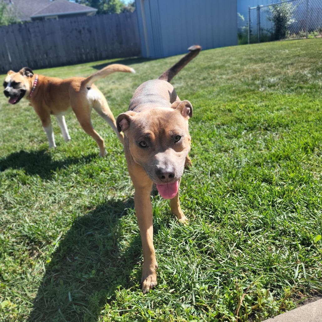 Enlarge Hunter, a Adoptable mixed breed in Fargo, ND image 3/5