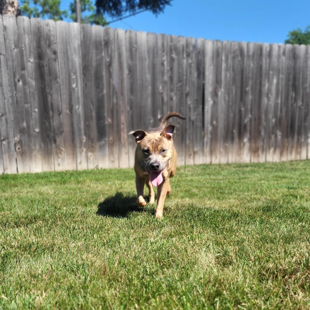 Enlarge Hunter, a Adoptable mixed breed in Fargo, ND image 4/5