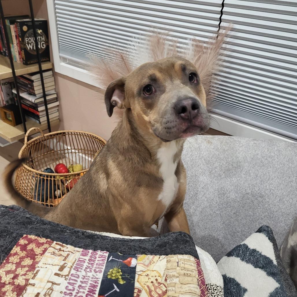 Enlarge Hunter, a Adoptable mixed breed in Fargo, ND image 5/5