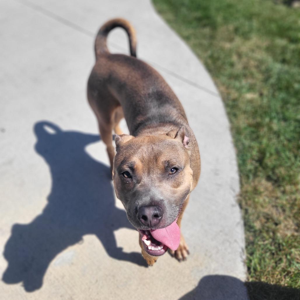 Hunter, Adoptable, Young Male Pit Bull Terrier & Mixed Breed.