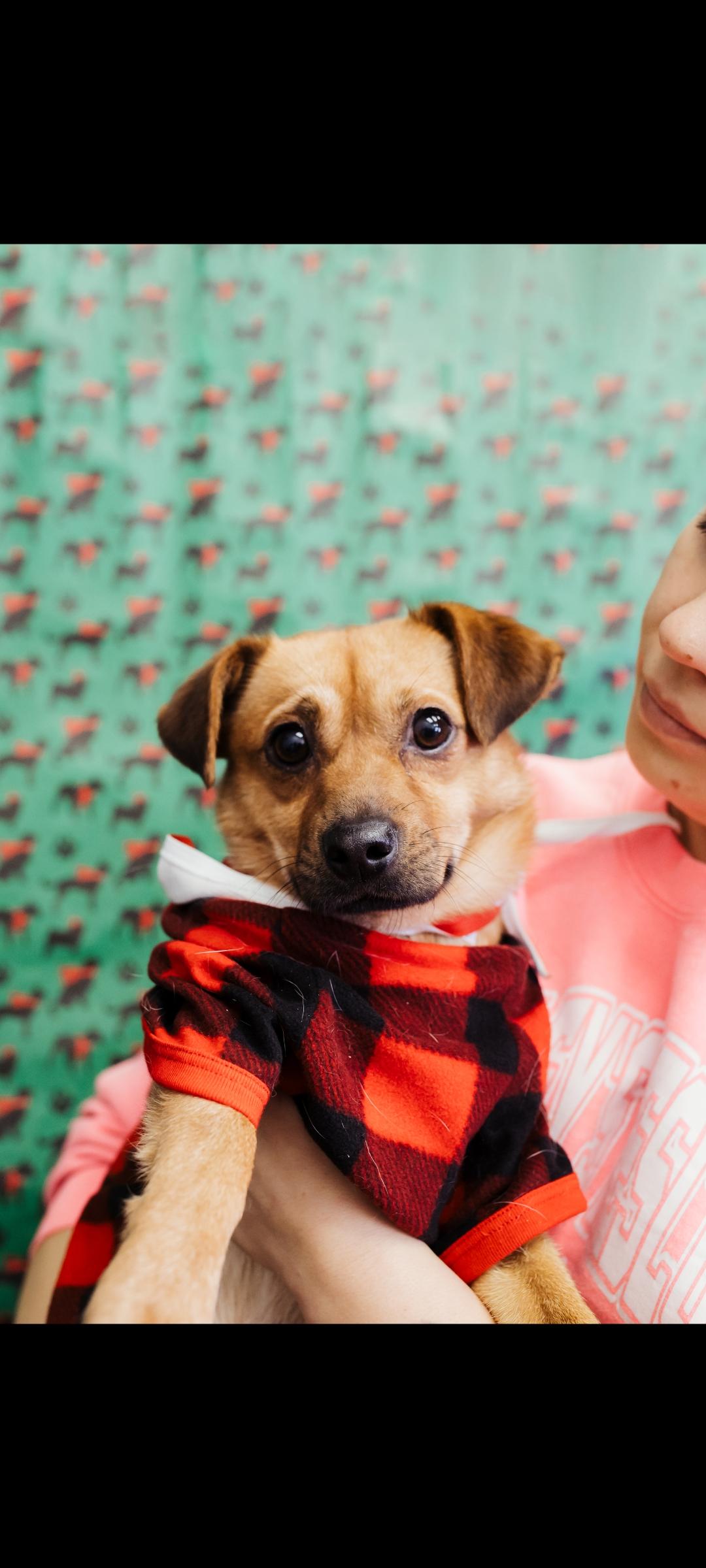 Enlarge Gary, a ADOPTABLE mixed breed in Fertile, MN image 2/2