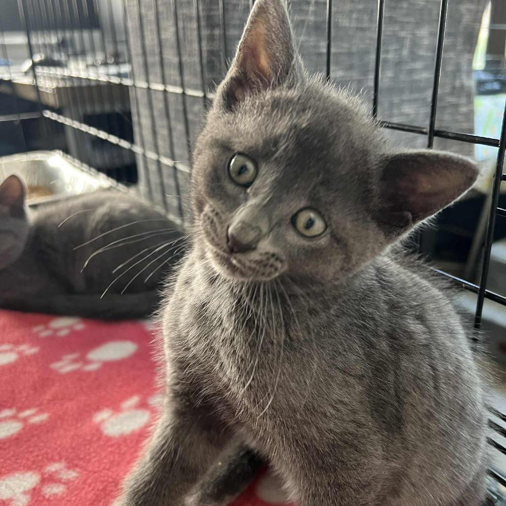 Ferris, Adoptable, Kitten Male Domestic Short Hair.