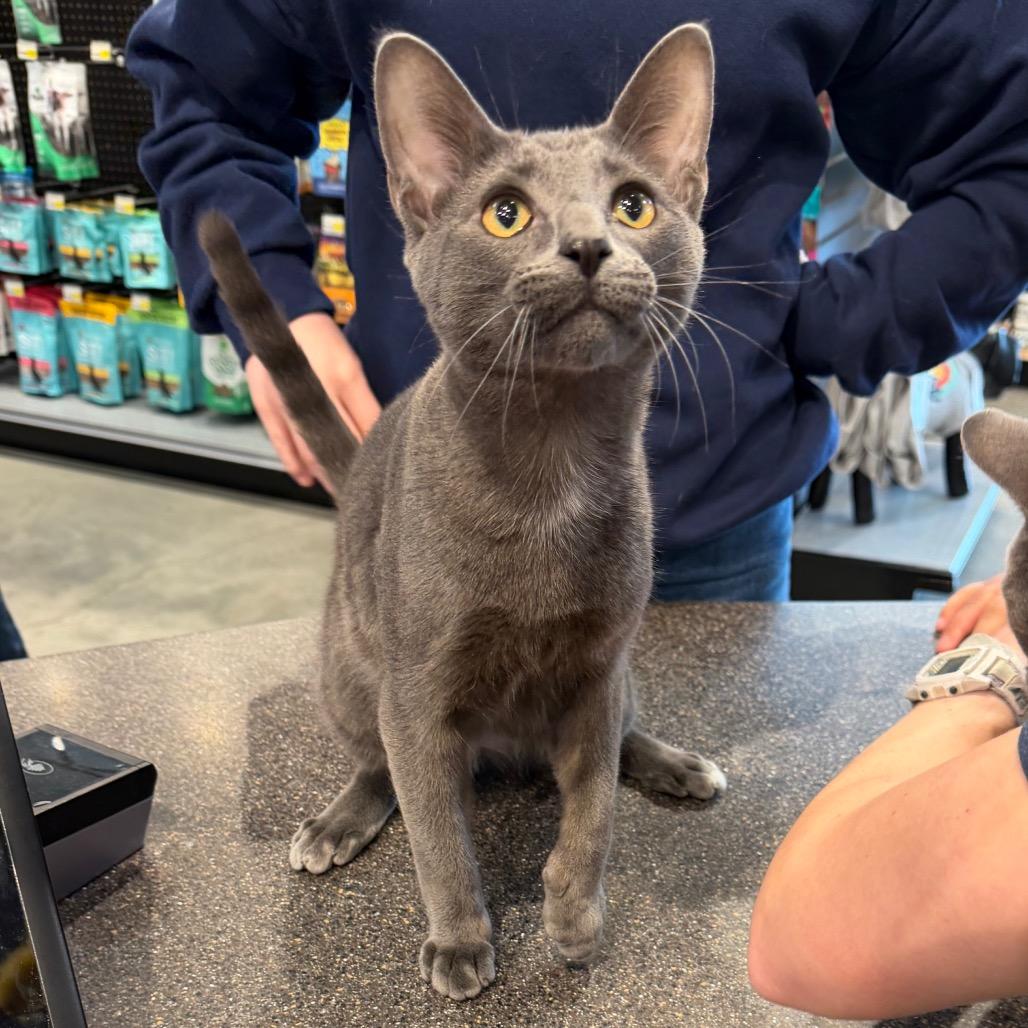 Enlarge Ferris, a Adoptable Domestic Short Hair in Leander, TX image 2/2