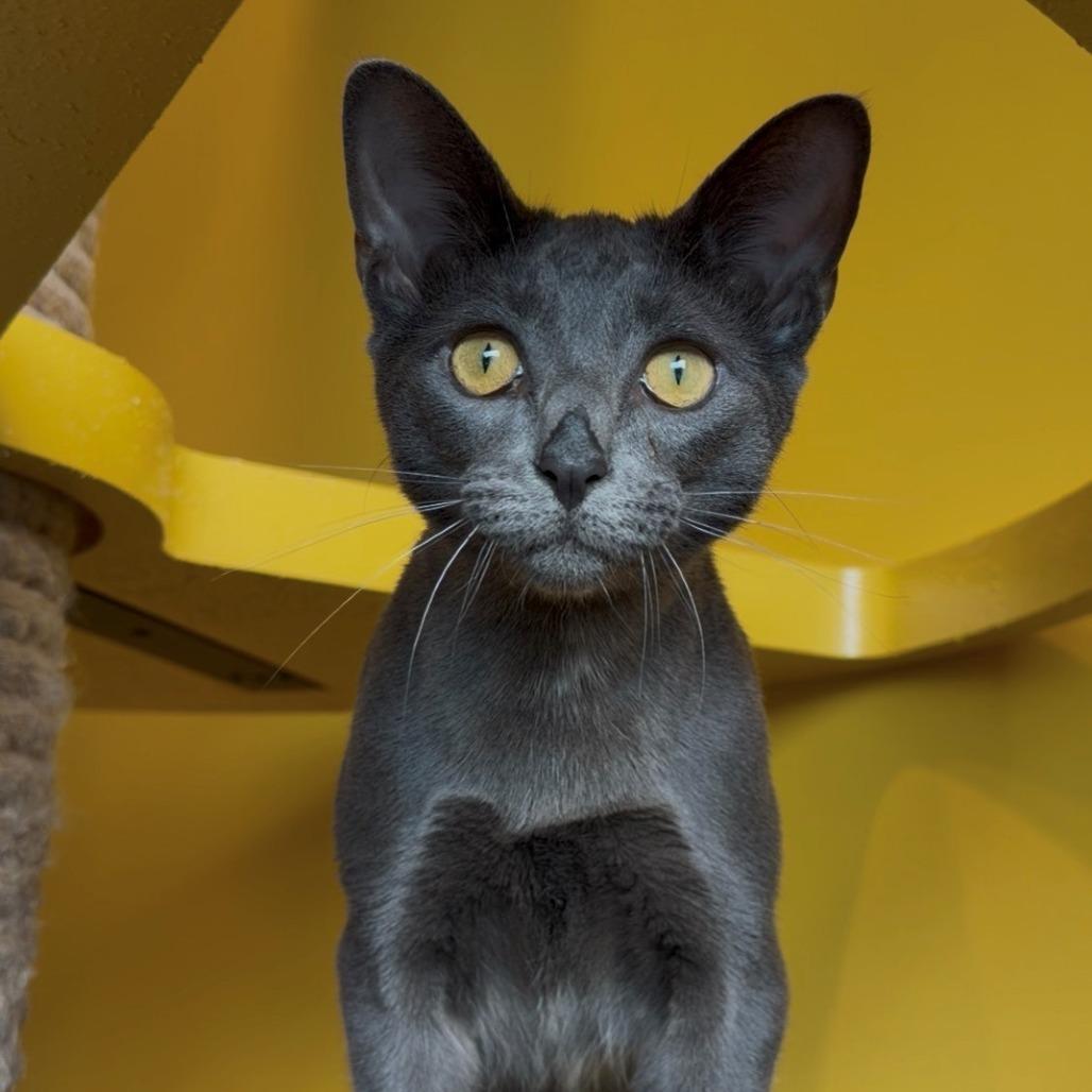 Enlarge Ferris, a Adoptable Domestic Short Hair in Leander, TX image 3/3