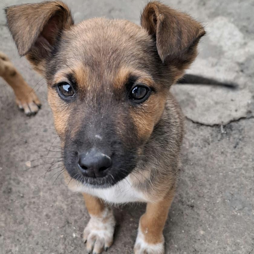 Enlarge Eleven, a ADOPTABLE Mixed Breed in Tijuana, BCN image 1/2