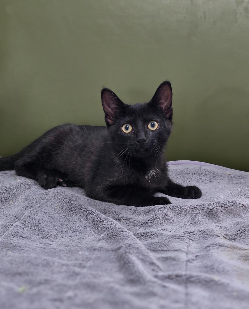 Enlarge Toothless, a Adoptable Domestic Short Hair in Lewisburg, TN image 1/2