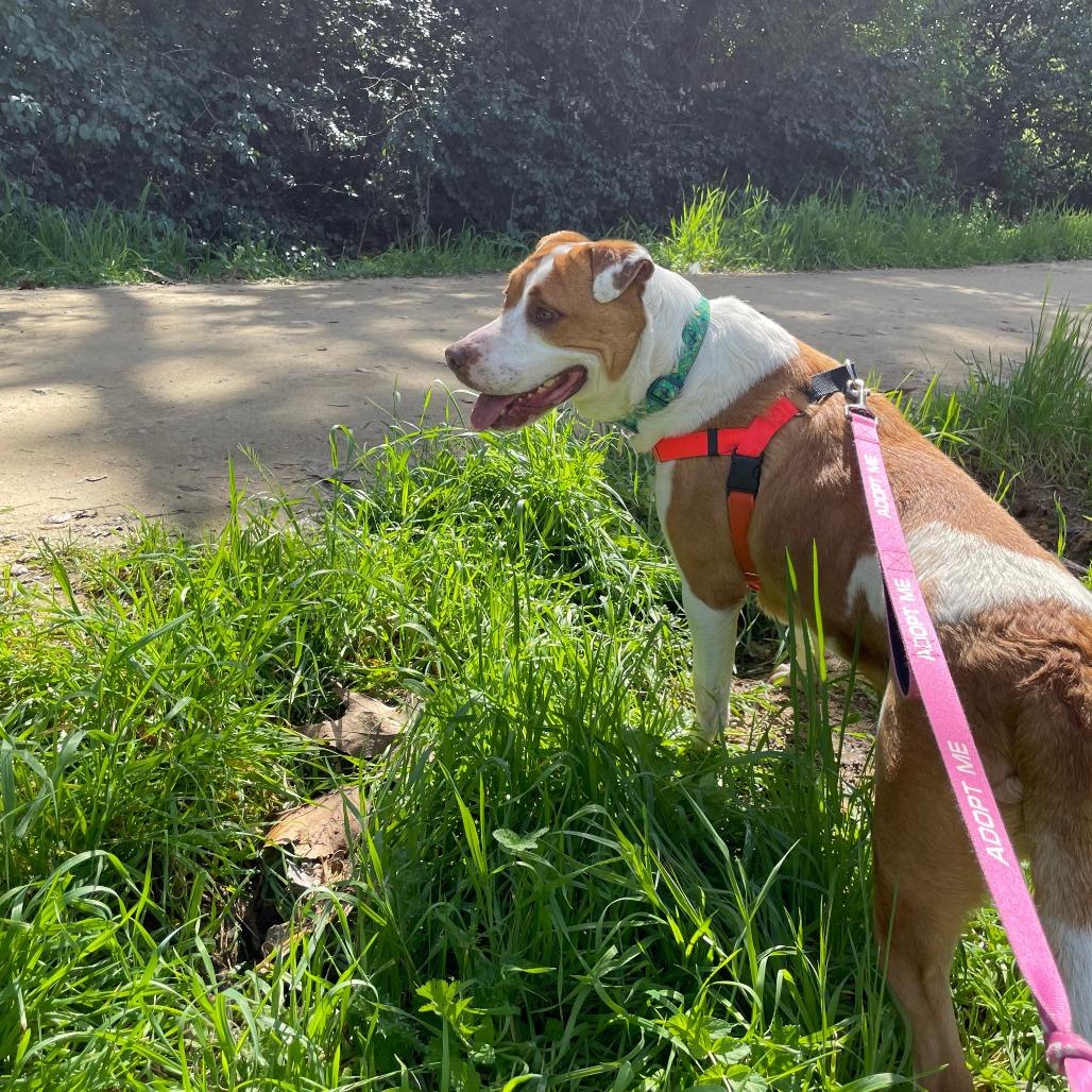 Enlarge Girlypop, a Adoptable mixed breed in Pasadena, CA image 1/6