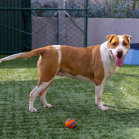 Enlarge Girlypop, a Adoptable mixed breed in Pasadena, CA image 2/6