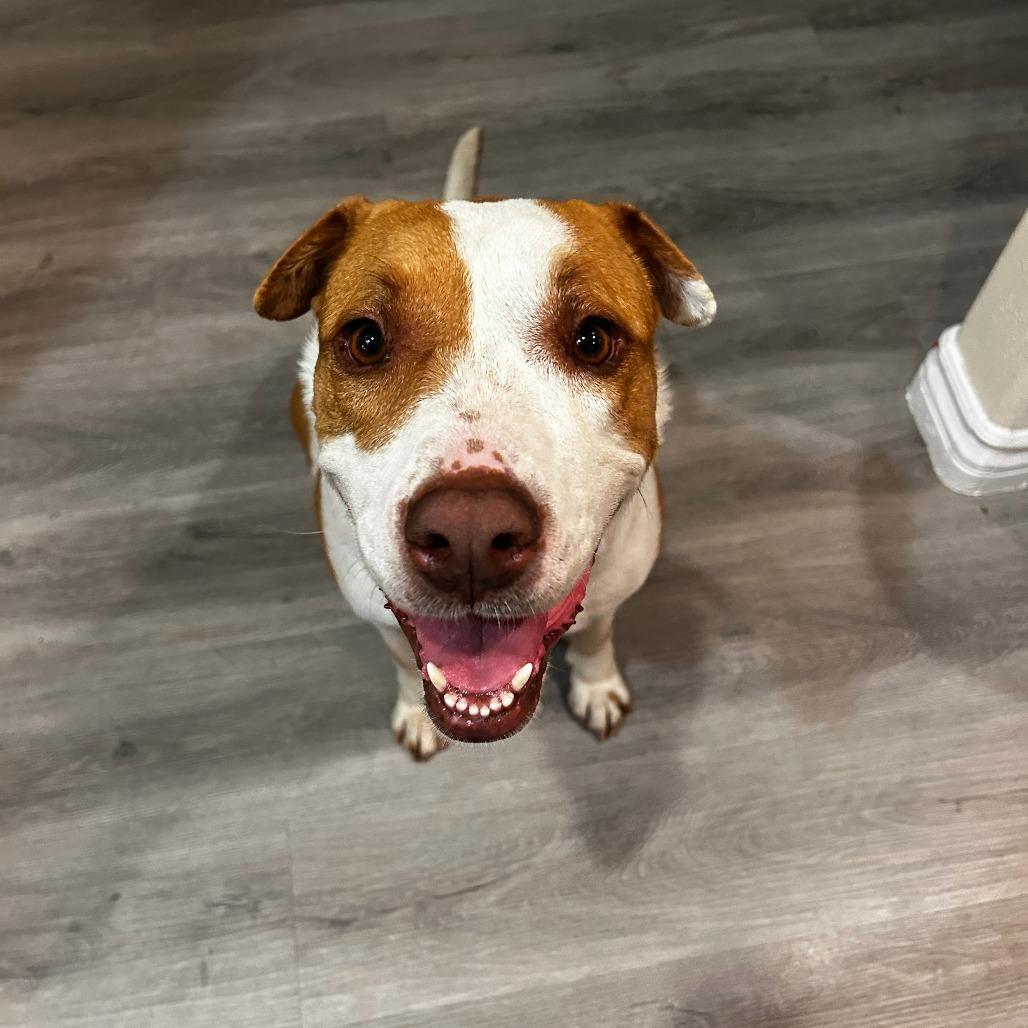 Enlarge Girlypop, a Adoptable mixed breed in Pasadena, CA image 4/6