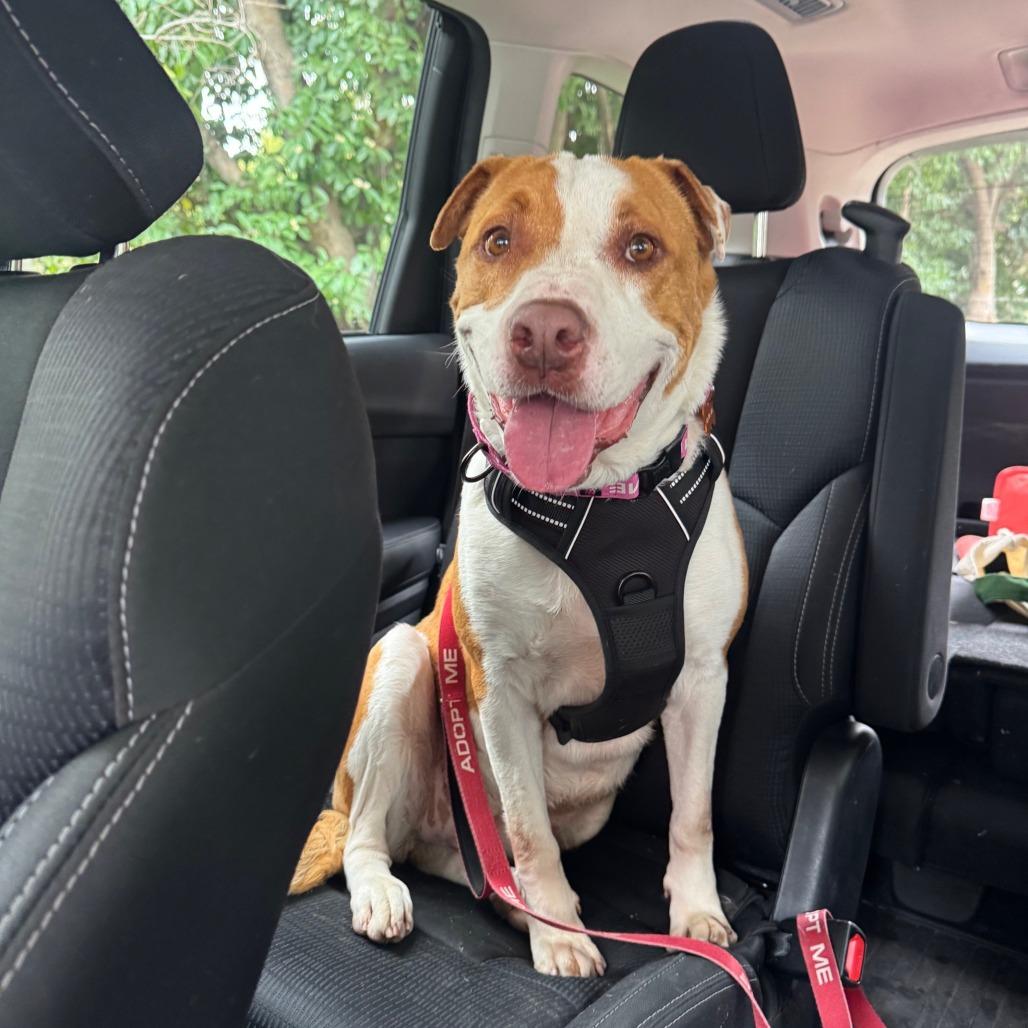 Enlarge Girlypop, a Adoptable mixed breed in Pasadena, CA image 5/6